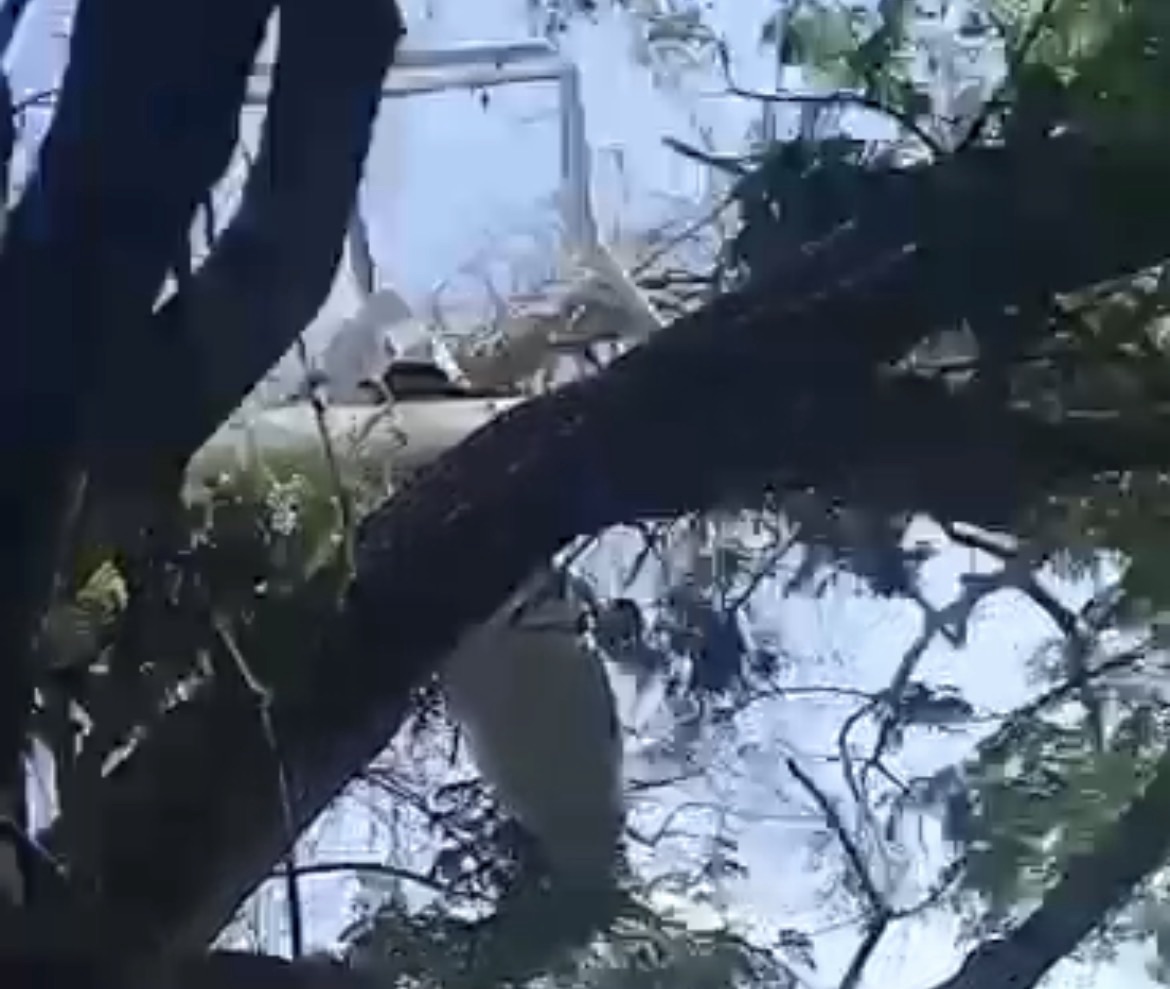 Objeto aéreo genera alarma tras quedar atrapado en un árbol en Biruaca