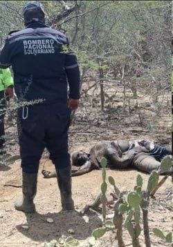 ? Trágico desenlace en Falcón: adulto mayor reportado como desaparecido fue hallado sin vida